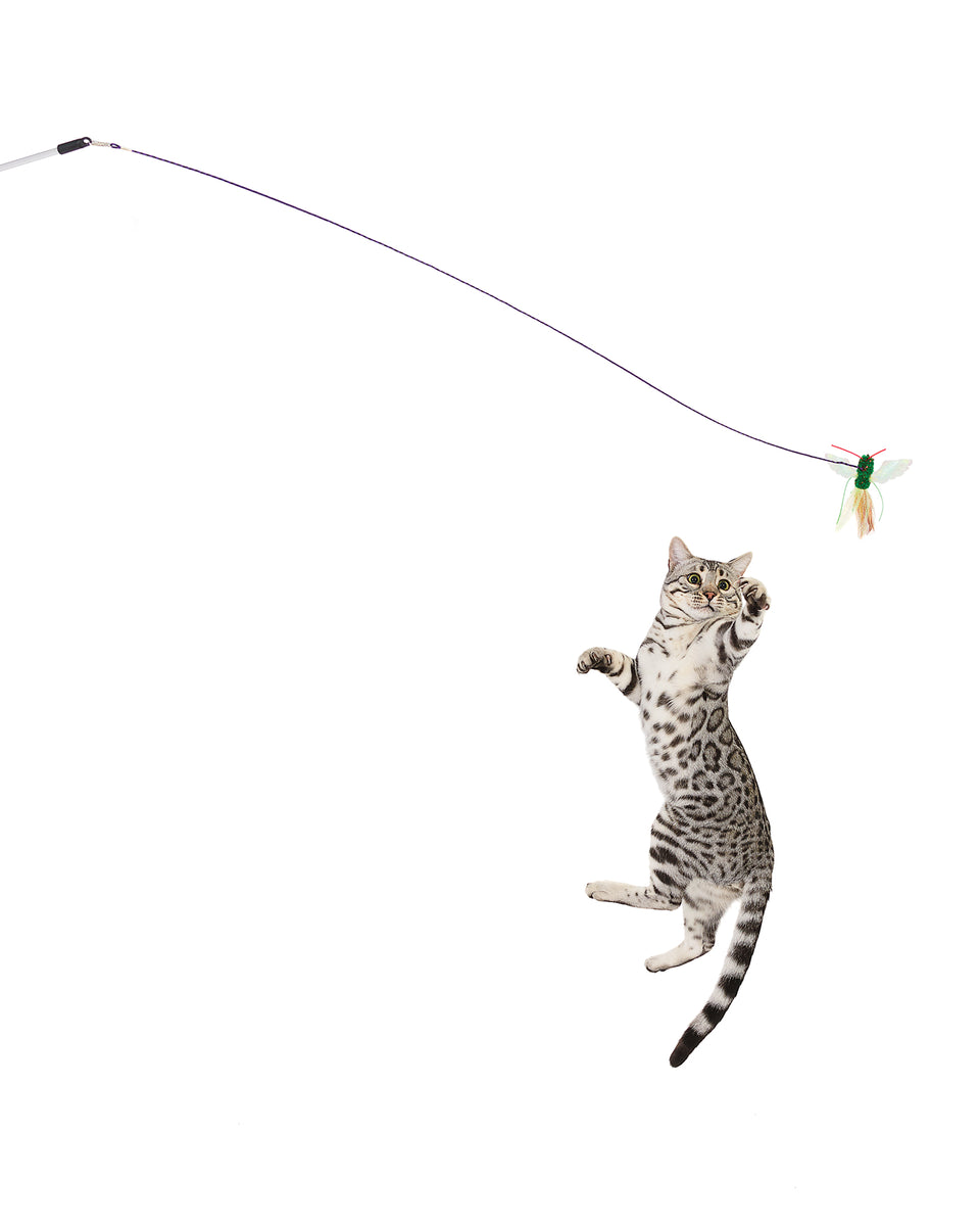 Bug toy deals for cats
