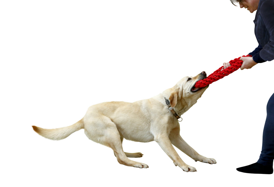 The Benefits of Playing Tug With Your Dog