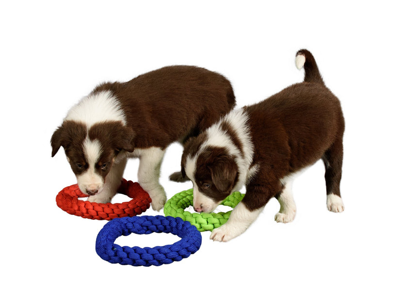 Fun with Fido: The Importance of Play for Dogs