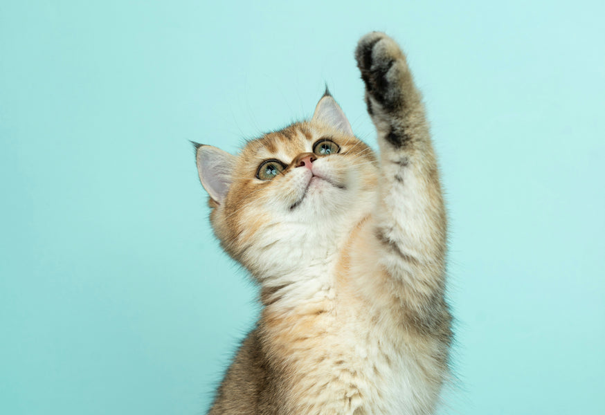 Cat Toy Safety
