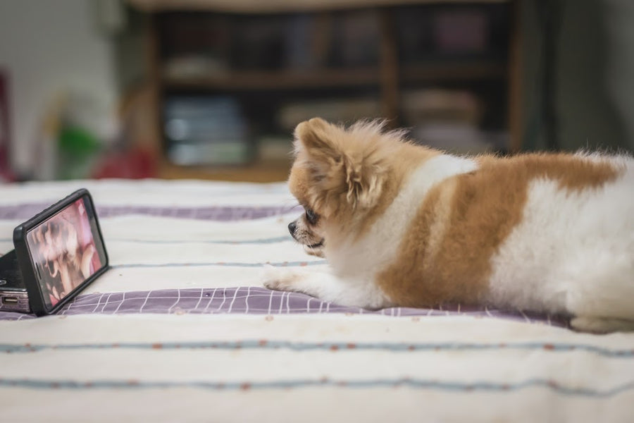5 Fun & Easy Ways to Entertain Your Dog Indoors