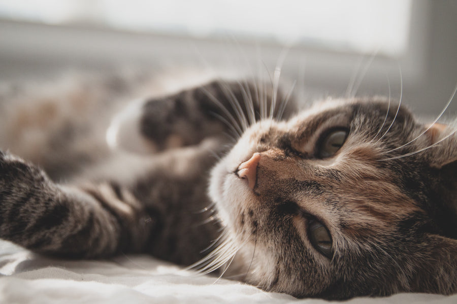 The Importance of Play for Cats