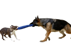 big and small dogs playing tug at each end of rope toy