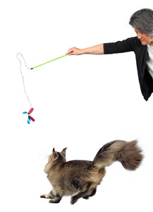 cat trying to catch Rustlin' Winged Bug Teaser