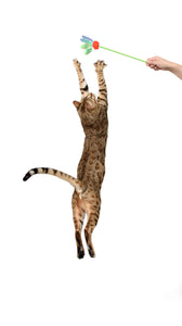 cat jumping to cat mylar toy