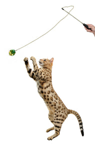Bengal cat playing with crinkle ball wand toy